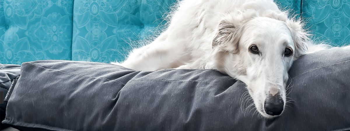 cover-dogs